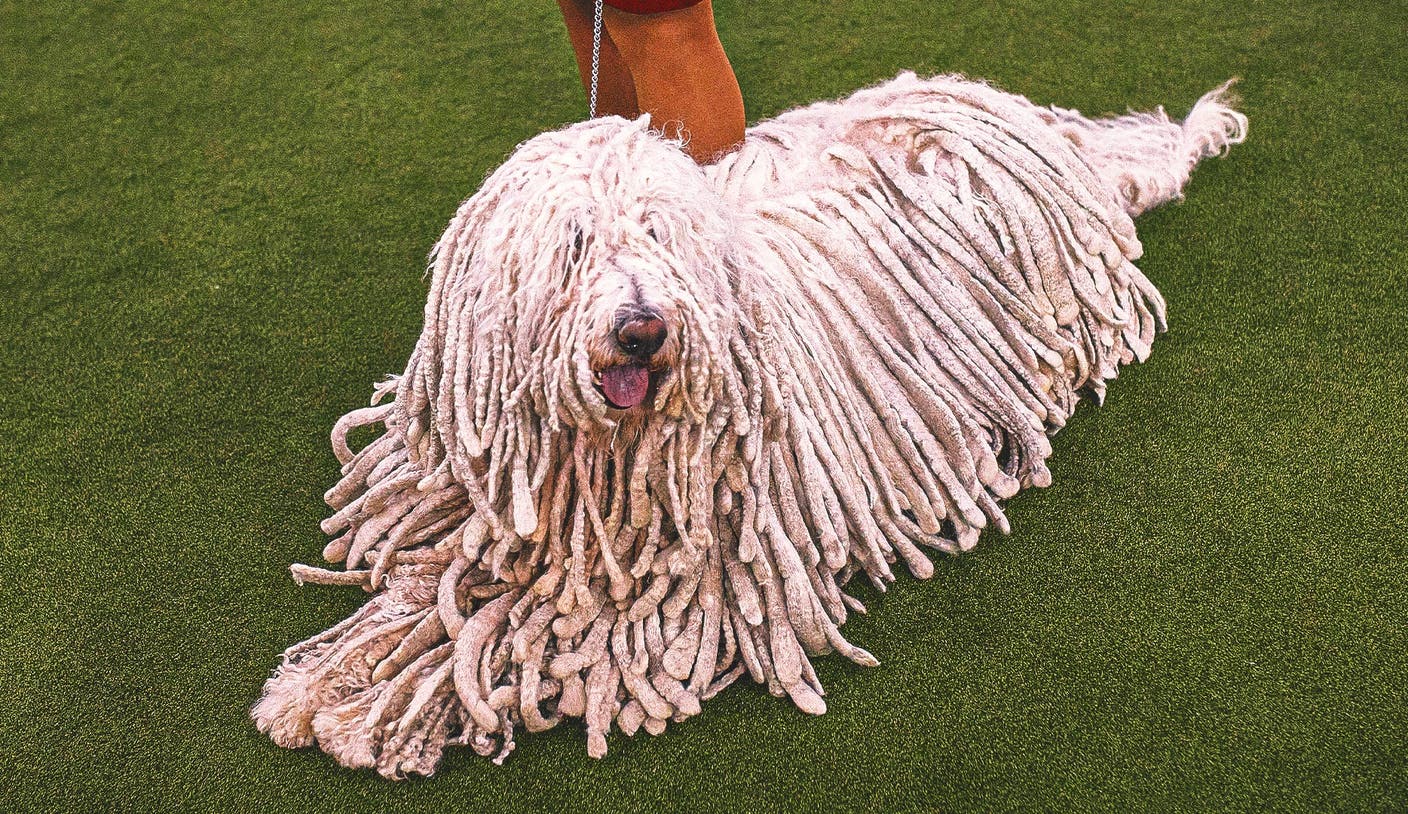 胜天国际 - 2026 WKC Dog Show：一次关于冠军之路的深度解析
